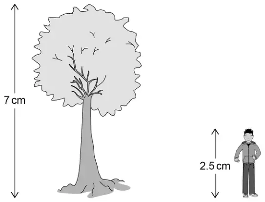 Scale drawing: the tree is 7 cm tall and the student is 2.5 cm tall