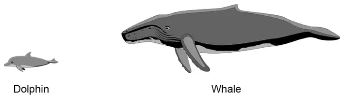 Drawings of a dolphin and a whale to the same scale. The whale is about four times as long as the dolphin
