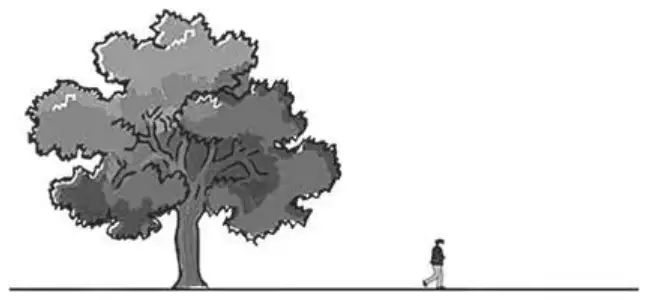 A tree and a man standing on the same ground line, drawn to the same scale; the tree is several times taller than the man