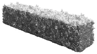 Picture of a hedge trimmed into a long box shape with rectangular faces
