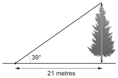 A vertical pine tree on horizontal ground. A line from a point on the ground 21 metres from the base of the tree to the top of the tree makes an angle of 39° with the ground